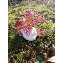 Cseresznyefa - kásagyöngy Életfa