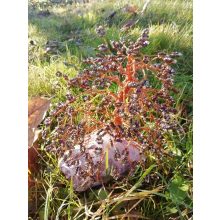 Szürke Tölgyfa - életfa